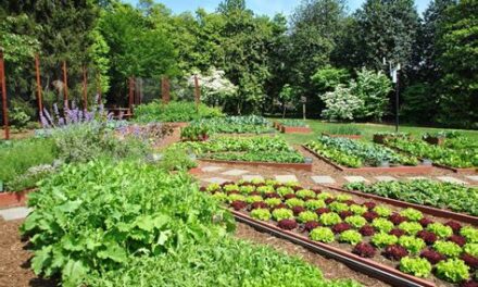 Evde Kendi Organik Bahçenizi Nasıl Kurabilirsiniz?