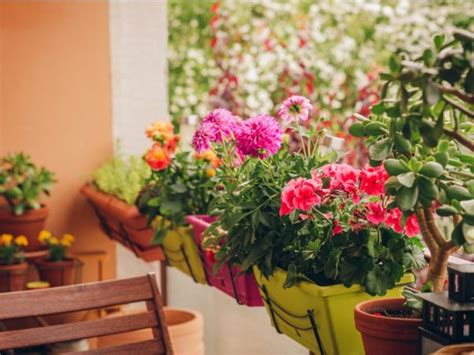 En İyi Balkon Bitkileri ve Bakımları