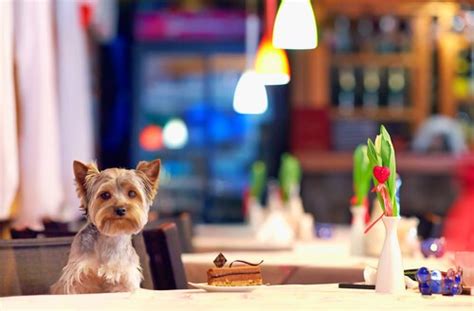 Etik Yeme İçme: Çevre ve Hayvan Dostu Restoranlar