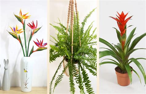 Salonunuzun Havasını Değiştirecek Bitki Önerileri